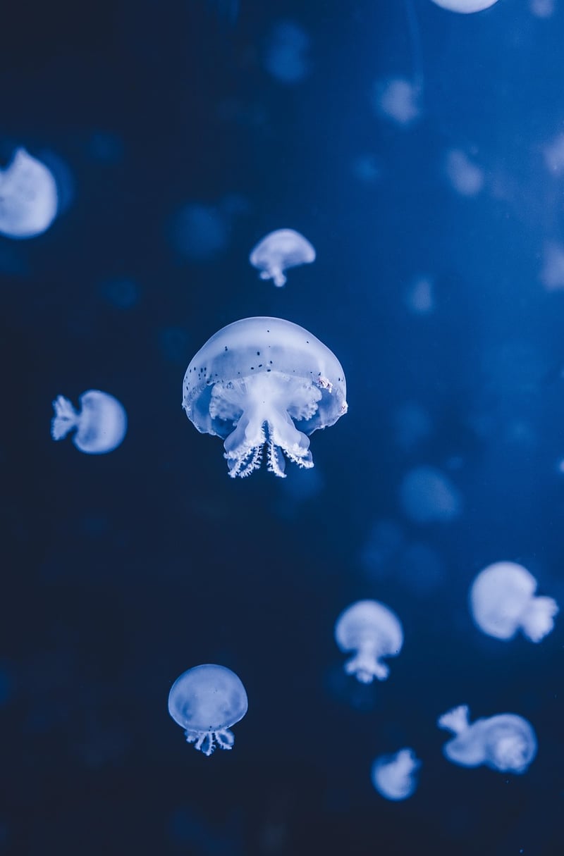 Ocean Image